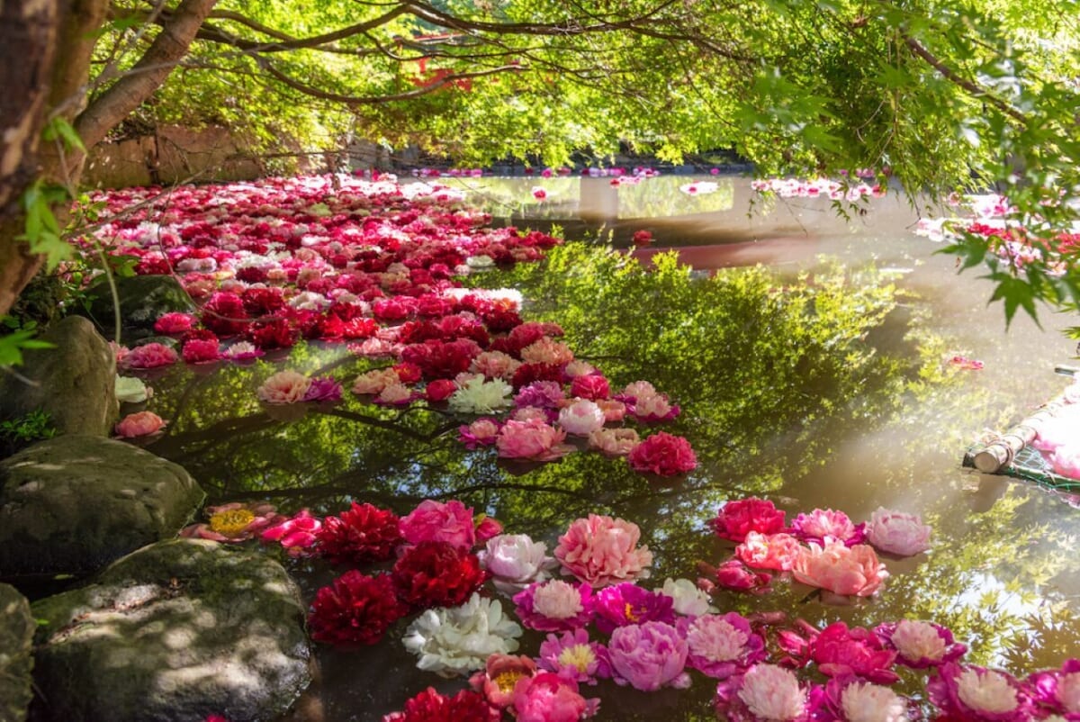 浮いているシャクヤク