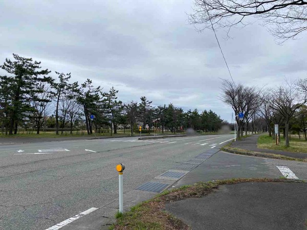 島見緑地 桜まつり