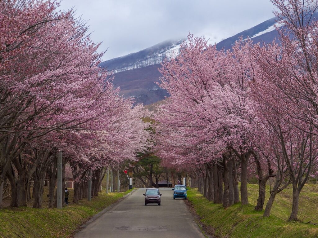 1位に「日本屈指の桜の名所」の声！ 青森県の“行ってみたい＆好きな桜の名所”TOP6【2026年調査】 - All About ニュース