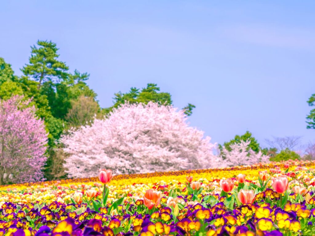 「水辺の夜桜が綺麗」鳥取県の“行ってみたい&好きな桜の名所”10選! 最多票獲得を獲得した名所は?【2026年調査】 – All About ニュース 「水辺の夜桜が綺麗」鳥取県の“行ってみたい&好きな桜の名所”10選! 最多票獲得を獲得した名所は?【2026年調査】 - All About ニュース