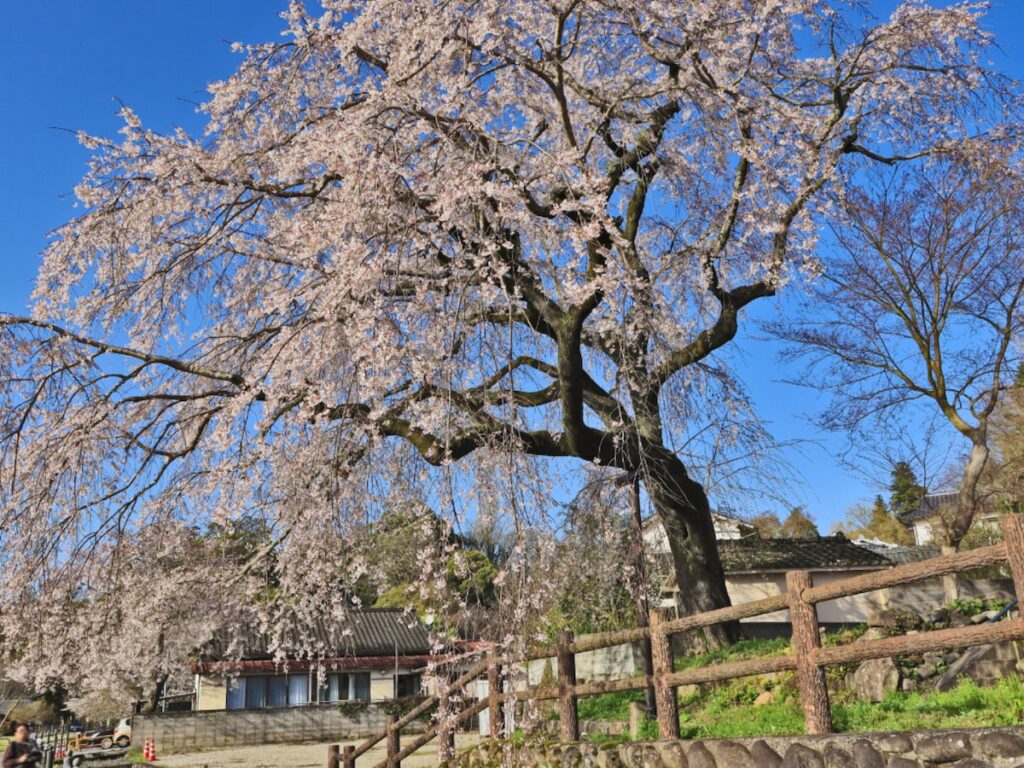 「温泉街の落ち着いた雰囲気」大分県の“行ってみたい&好きな桜の名所”ランキング! 2位「大原大しだれ桜」、1位は?【2026年調査】 – All About ニュース 「温泉街の落ち着いた雰囲気」大分県の“行ってみたい&好きな桜の名所”ランキング! 2位「大原大しだれ桜」、1位は?【2026年調査】 - All About ニュース