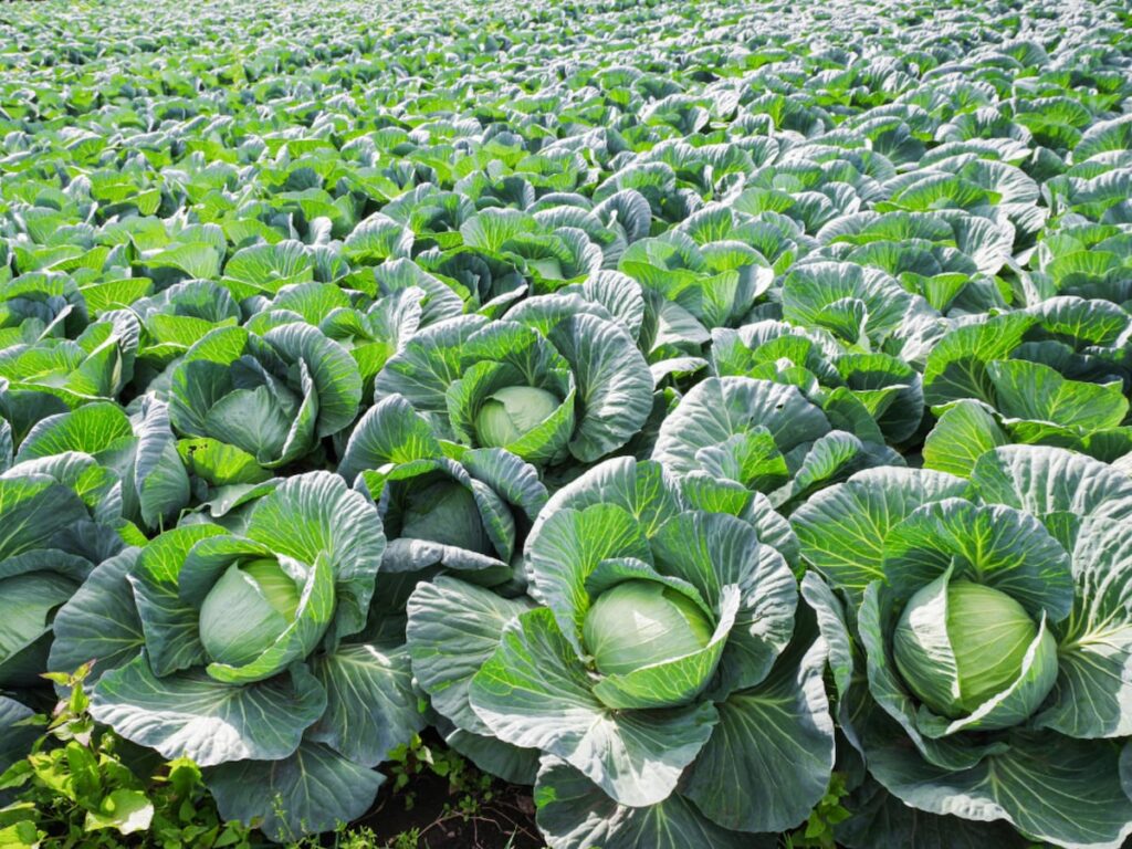 『桃太郎電鉄』で読むのが難しいと思う「群馬県の物件駅」ランキング! 2位「嬬恋」を抑えた1位は?【2026年調査】 – All About ニュース 『桃太郎電鉄』で読むのが難しいと思う「群馬県の物件駅」ランキング! 2位「嬬恋」を抑えた1位は?【2026年調査】 - All About ニュース