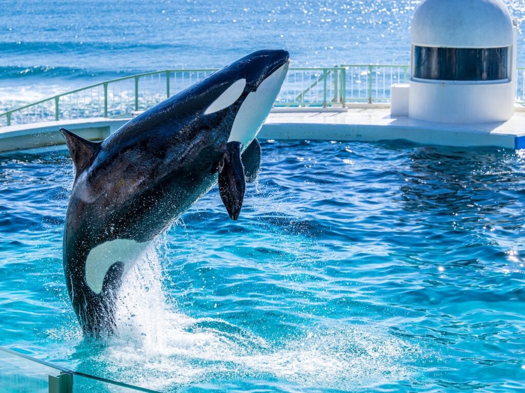 春に行きたいと思う「千葉県の旅行先」ランキング! 2位「鴨川シーワールド」を抑えた1位は?【2026年調査】 – All About ニュース 春に行きたいと思う「千葉県の旅行先」ランキング! 2位「鴨川シーワールド」を抑えた1位は?【2026年調査】 - All About ニュース