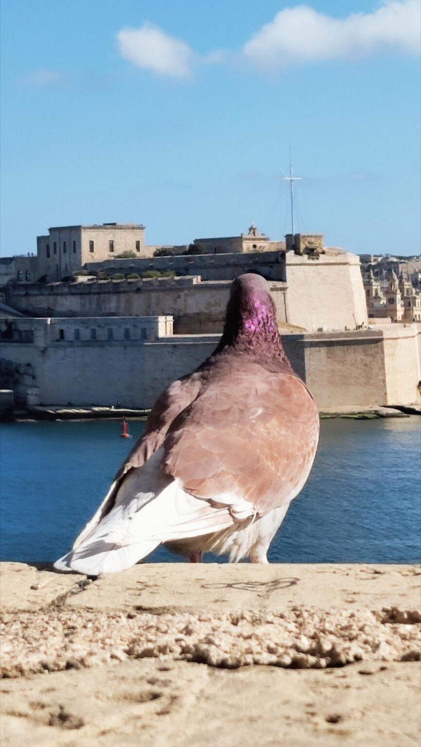 サンタンジェロを向いた鳩