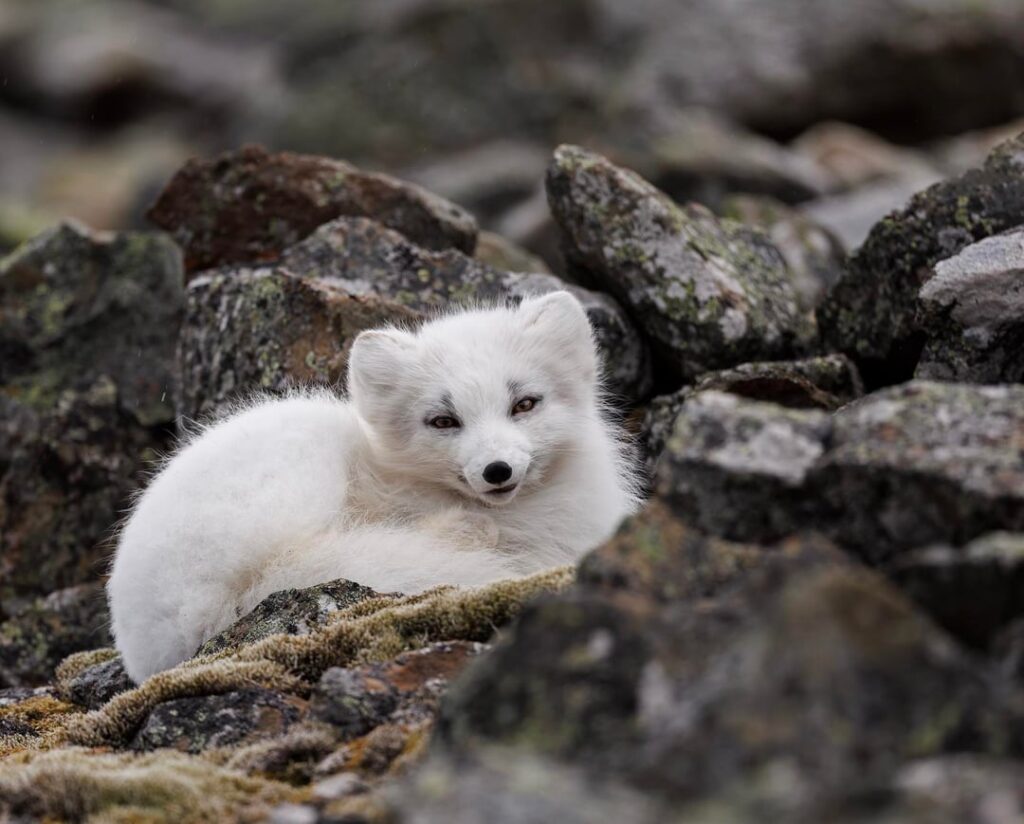 昨日の夕方、ロングイェールビーンのホッキョクギツネ [OC]