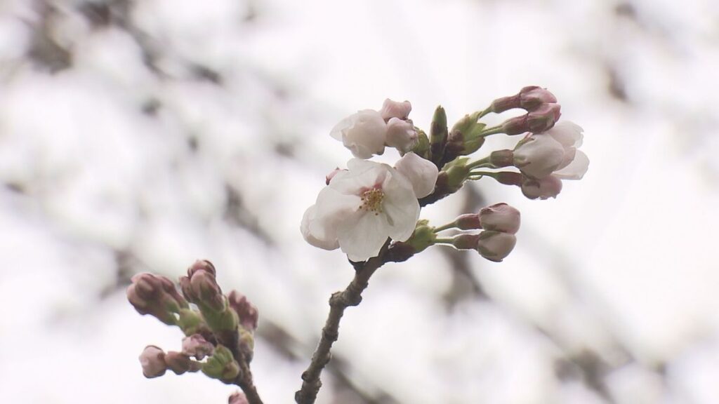 「例年にない早い開花になった」山形市でサクラ開花発表 平年より11日早く週末は気温上昇(2026年4月2日掲載)|YBC NEWS NNN 共有