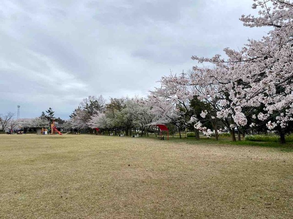 島見緑地 桜まつり