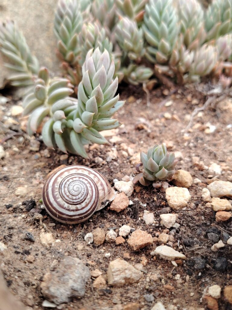 マルタ訪問中に撮ったカップルの自然のクローズアップ写真