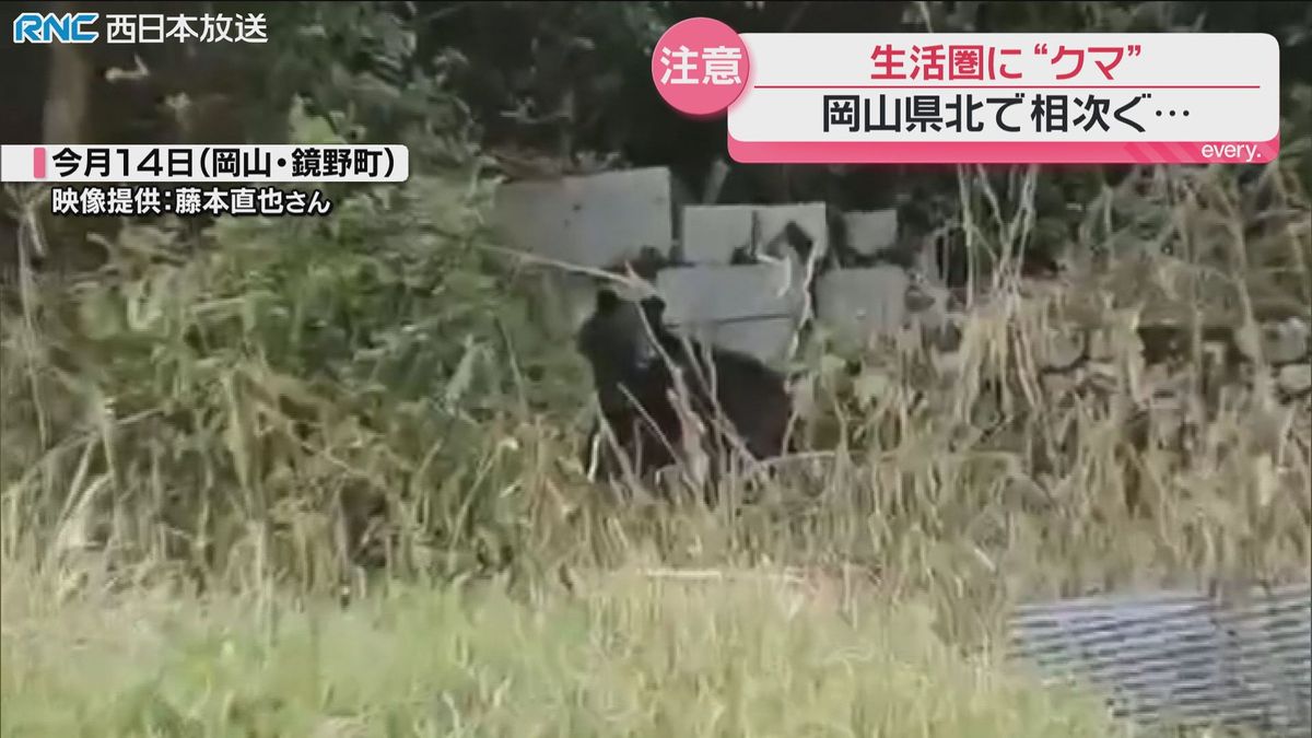 注意！クマ出没　岡山県北部で相次ぐ