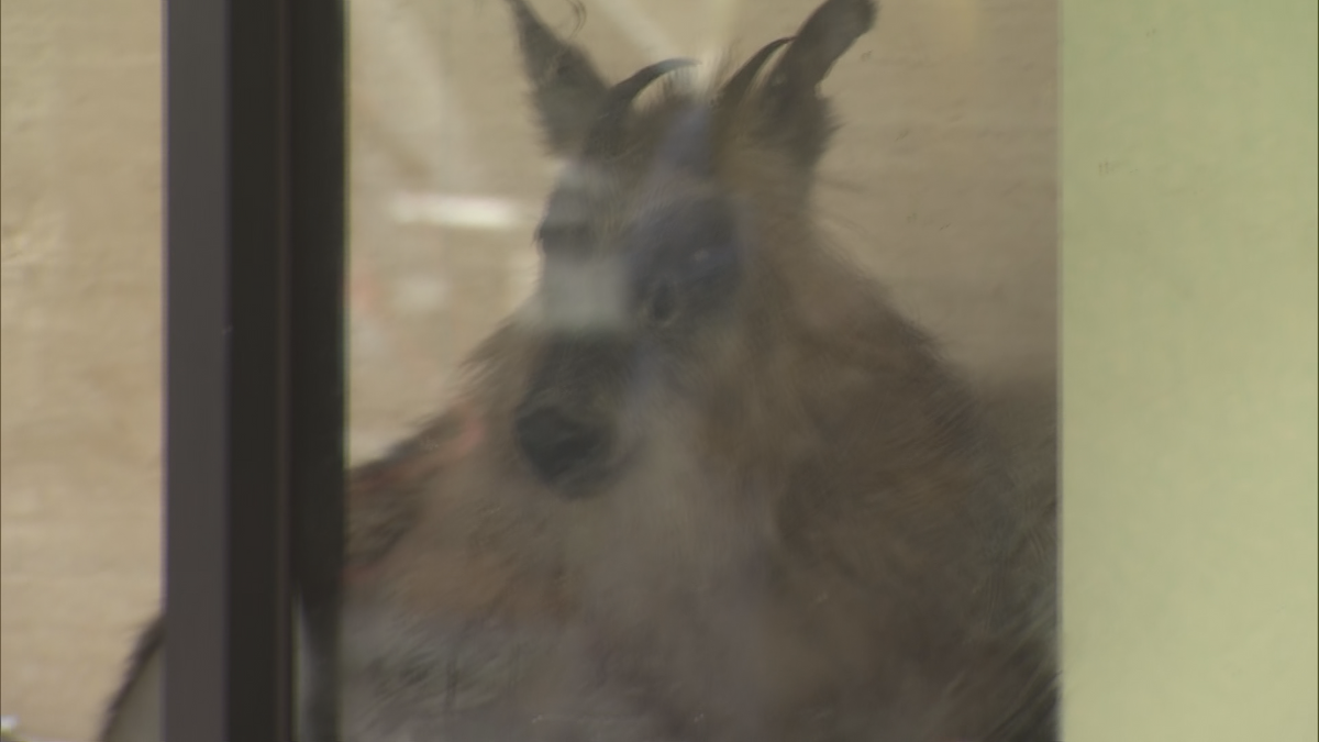 【速報】銀行の店舗内にカモシカが侵入　体長1メートルのニホンカモシカ現る　動画で見る現場《新潟・柏崎》　