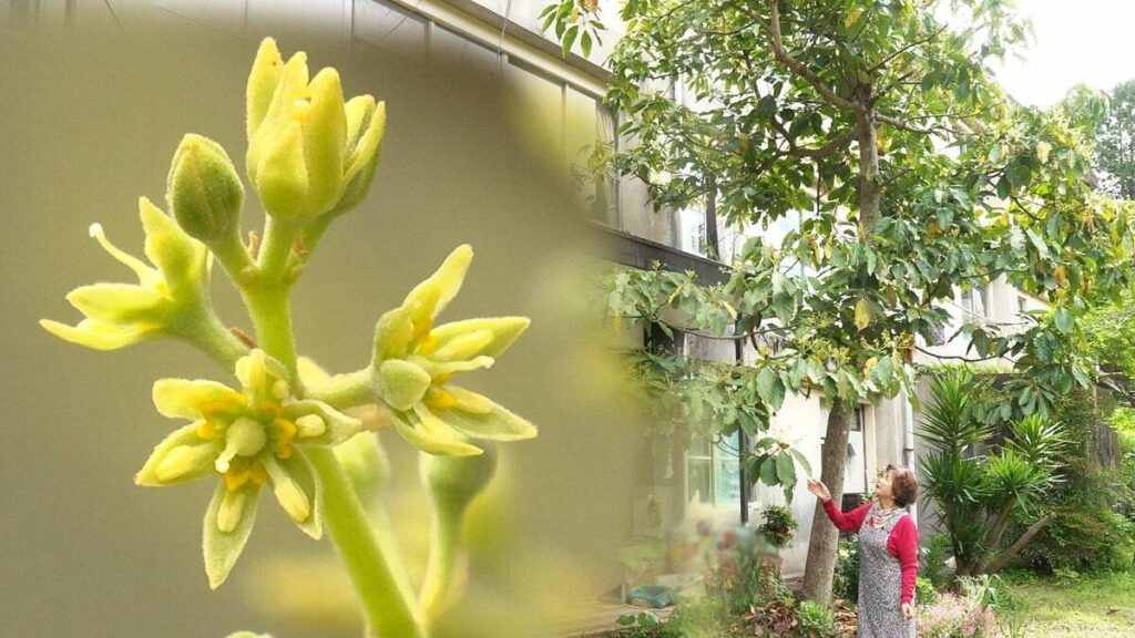 亡き夫との“愛のアボカド”今年も開花 夫の勧めで29年前に購入→庭に捨てた種が9ｍの木に「いっぱい咲いて、嬉しくて、嬉しくて⋯」【高知・宿毛】
