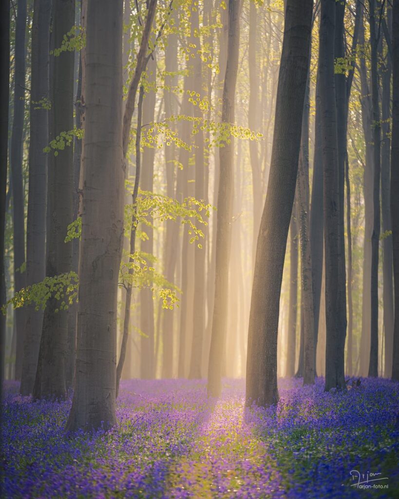 春が一番幻想的な森だと思います！