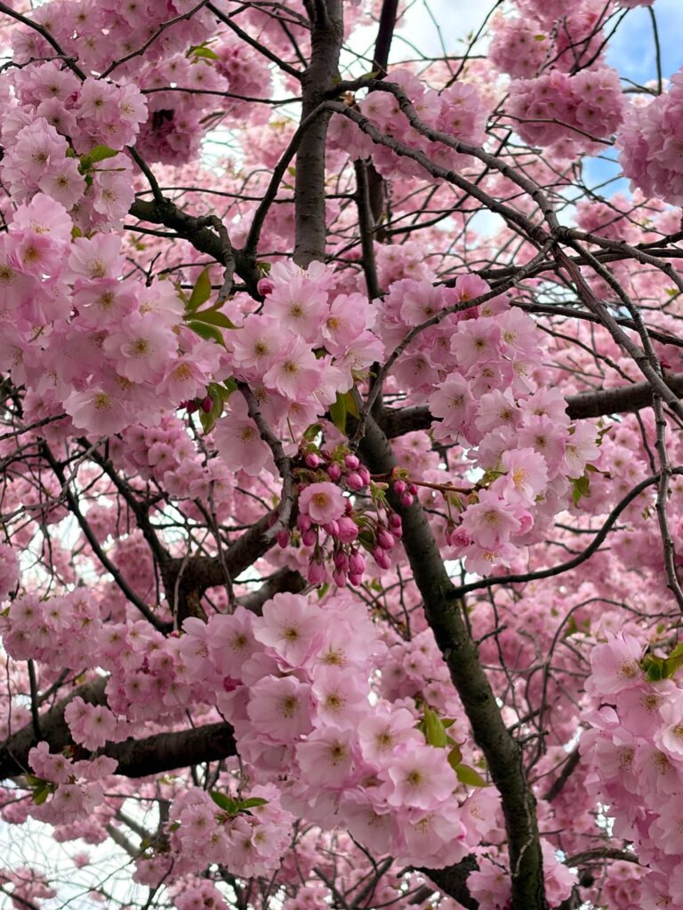 ベルリンに桜🌸が開花🌿