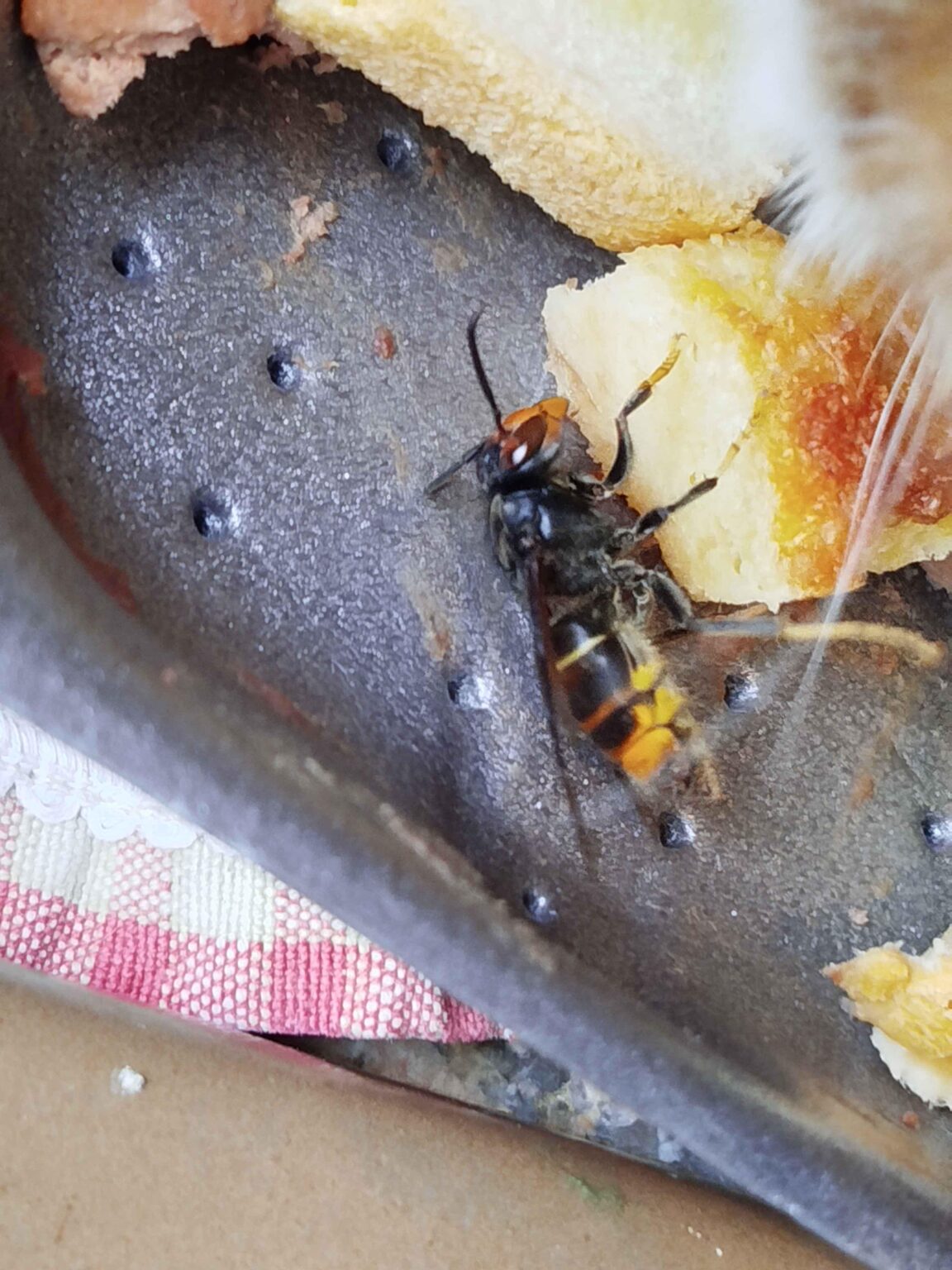 アジアのスズメバチ、それともヨーロッパのスズメバチ?