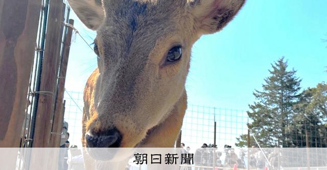 君の名は「シカやん」　大阪市内で保護されたシカ、能勢温泉で命名式 [大阪府]：朝日新聞