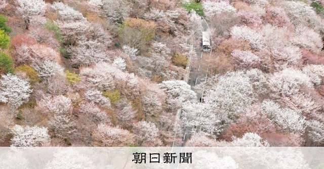 空から見下ろす「一目千本」　山肌覆う桜が満開に　奈良・吉野山 [奈良県]：朝日新聞
