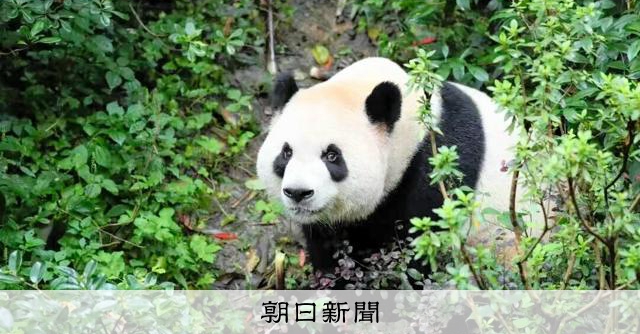 中国が米国の動物園にパンダ2頭貸与　トランプ氏訪中の地ならし進む [トランプ再来]：朝日新聞