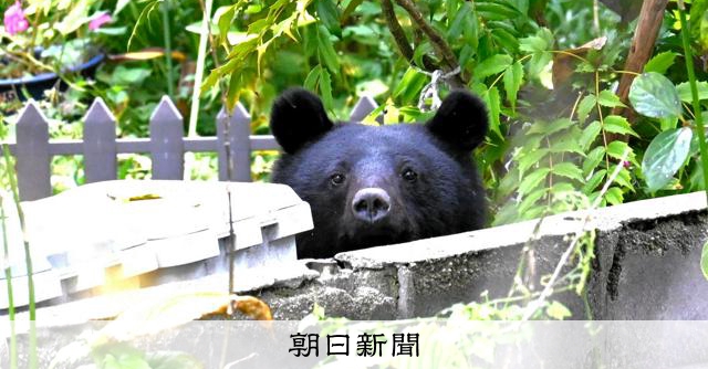 クマ目撃数、昨年より4倍超の地域も　「安心できない」市街地に不安 [相次ぐクマ被害]：朝日新聞