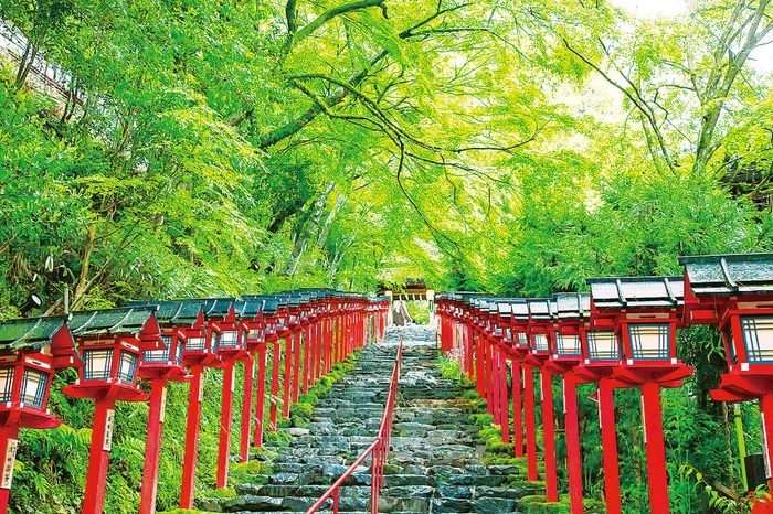 貴船神社の青もみじ