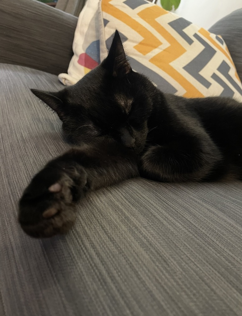 吾輩は、未来を翻訳する黒猫である。｜EXPAT by クーリエ・ジャポン