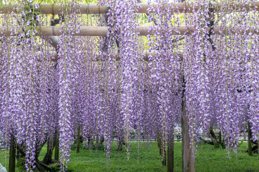 平等院の藤棚のアップの画像