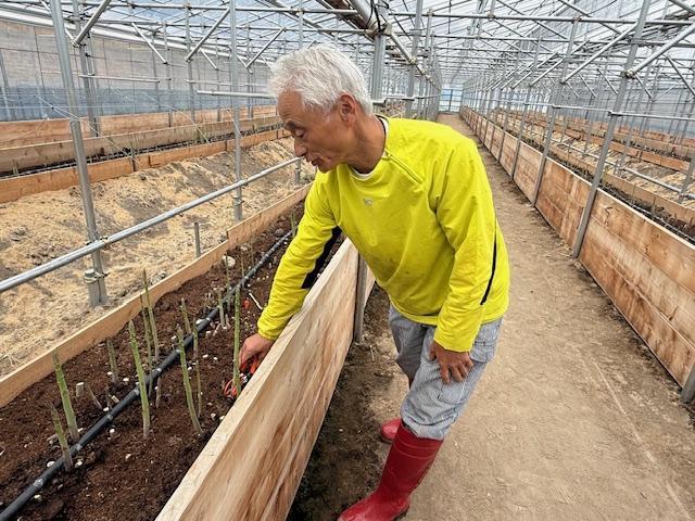 香川県産アスパラガス新品種登場 【さぬきのめざめ】出荷最盛期 | かがわ経済ニュース｜経レポオンライン