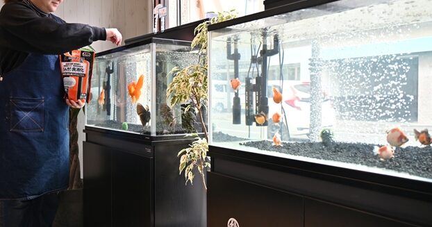 金魚とケーキが同時に楽しめちゃう　桐生市の「Aqours cafe 蓮華」はそんなカフェなんです | とりぷれ