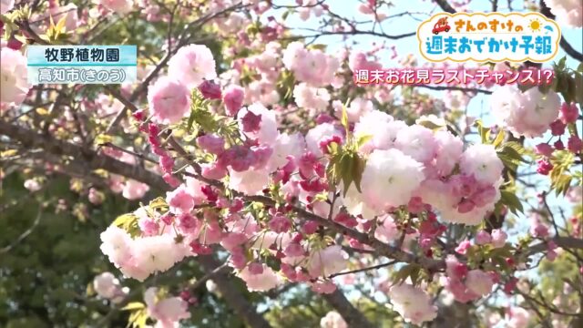 今年の桜はまだ終わらない！高知県内の「週末お花見スポット」運が良ければ桜吹雪も楽しめる « 高知のニュース - 高知さんさんテレビ
