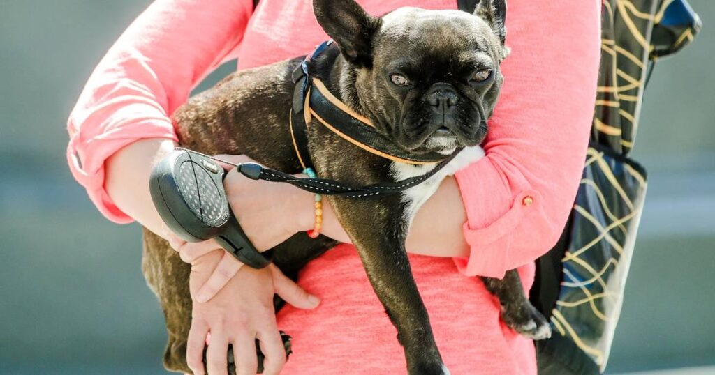 クロアチアでは何が待っているのでしょうか？イタリア人は、犬が病気の場合は病気休暇を取ることができると紹介しました