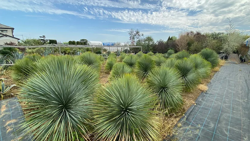 群馬県邑楽郡千代田町にグランドオープンする植栽専門大型プロショップ『Kayu style Botaniqa Atelier』(3)