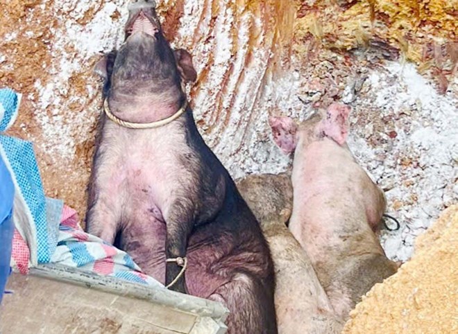 ハティン省でアフリカ豚コレラが発生、1,000頭以上の病気の豚を処分