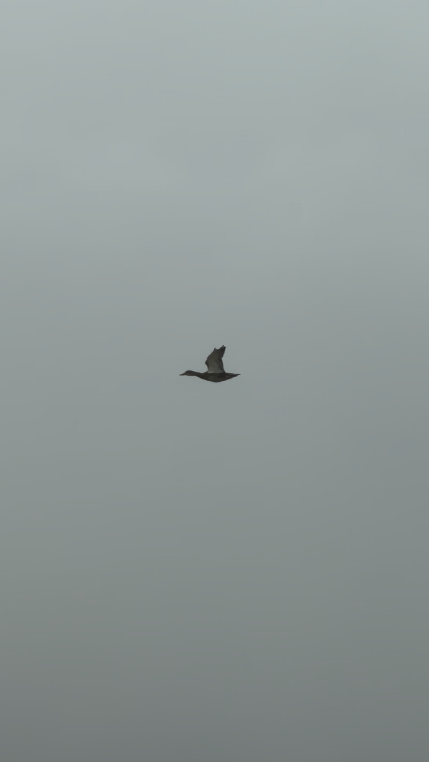 アヒルは渡航禁止命令に従わなかった。