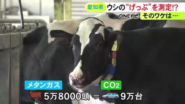 二酸化炭素の28倍の温室効果…“牛のげっぷ”から出るメタンガスの測定器が完成 牛に扮した愛知県知事が意義語る