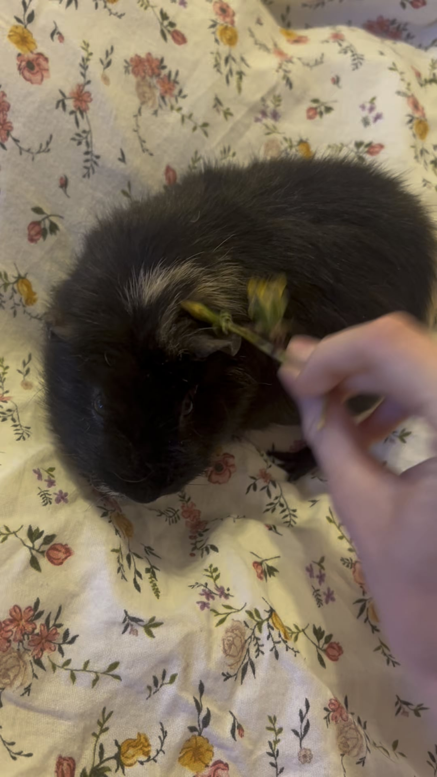 モルモットをタンポポで殴る（タンポポを失う）