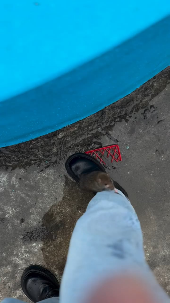 ヤシの学生キャンパスでの冒険 (UAIC)