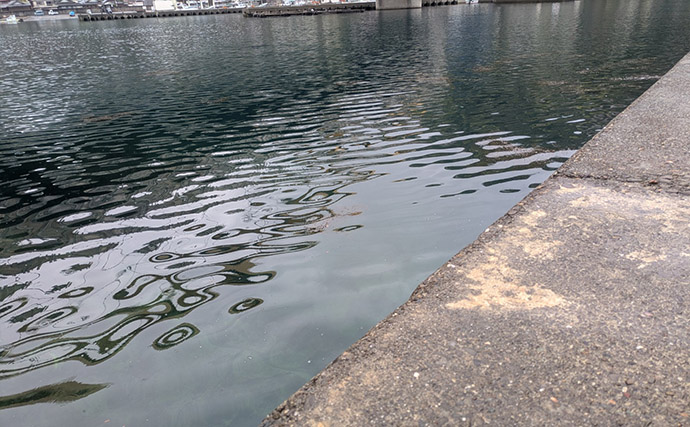 紀北から中紀をラン＆ガン！【和歌山】ライトソルトゲームでメバルにカサゴにマゴチ手中