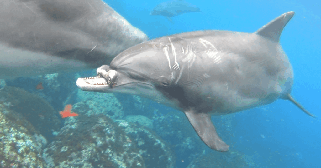 上顎の大半失ったイルカ、自力で採餌し2年間生存 近畿大学が観察