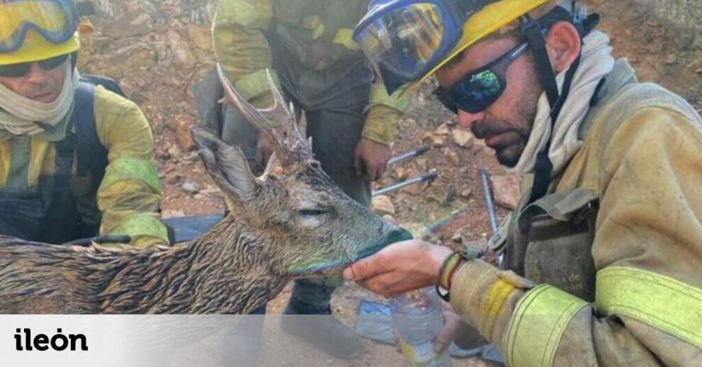 委員会は、レオンの焼け跡で早すぎる狩猟と畜産を守るために隠れているという報告を隠している