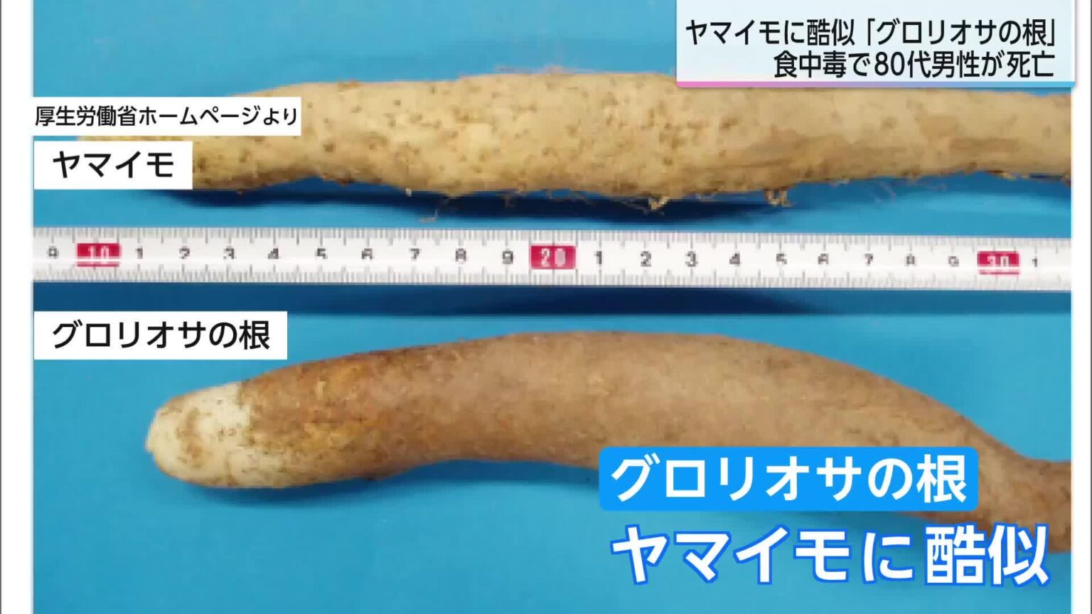 グロリオサの根を食べ死亡