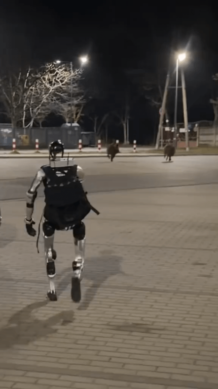 ポーランドでイノシシを追いかけるロボット