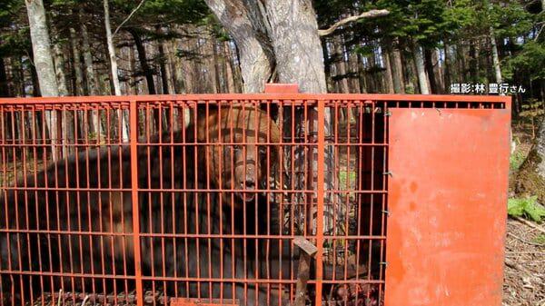 ゴールデンウィークにクマ警戒 330キロ2メートル超のヒグマ捕獲 激しい威嚇に「扉を破壊されそう」ハンターも恐怖 専門家「4月では前例なし」 北海道