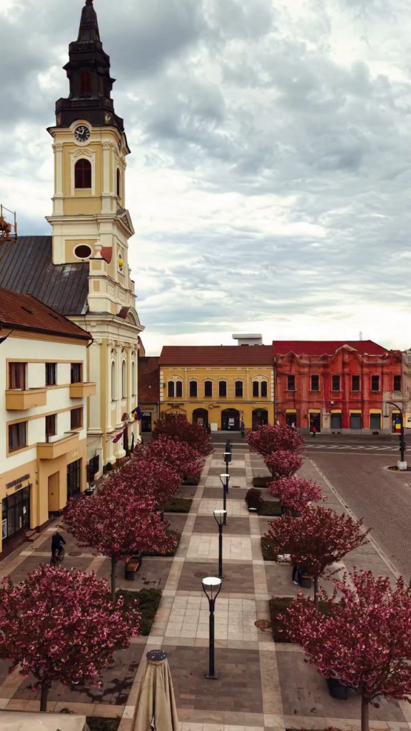 オラデアでは日本の桜が咲きました。たまにはその美しさを楽しむのもいいですね。
