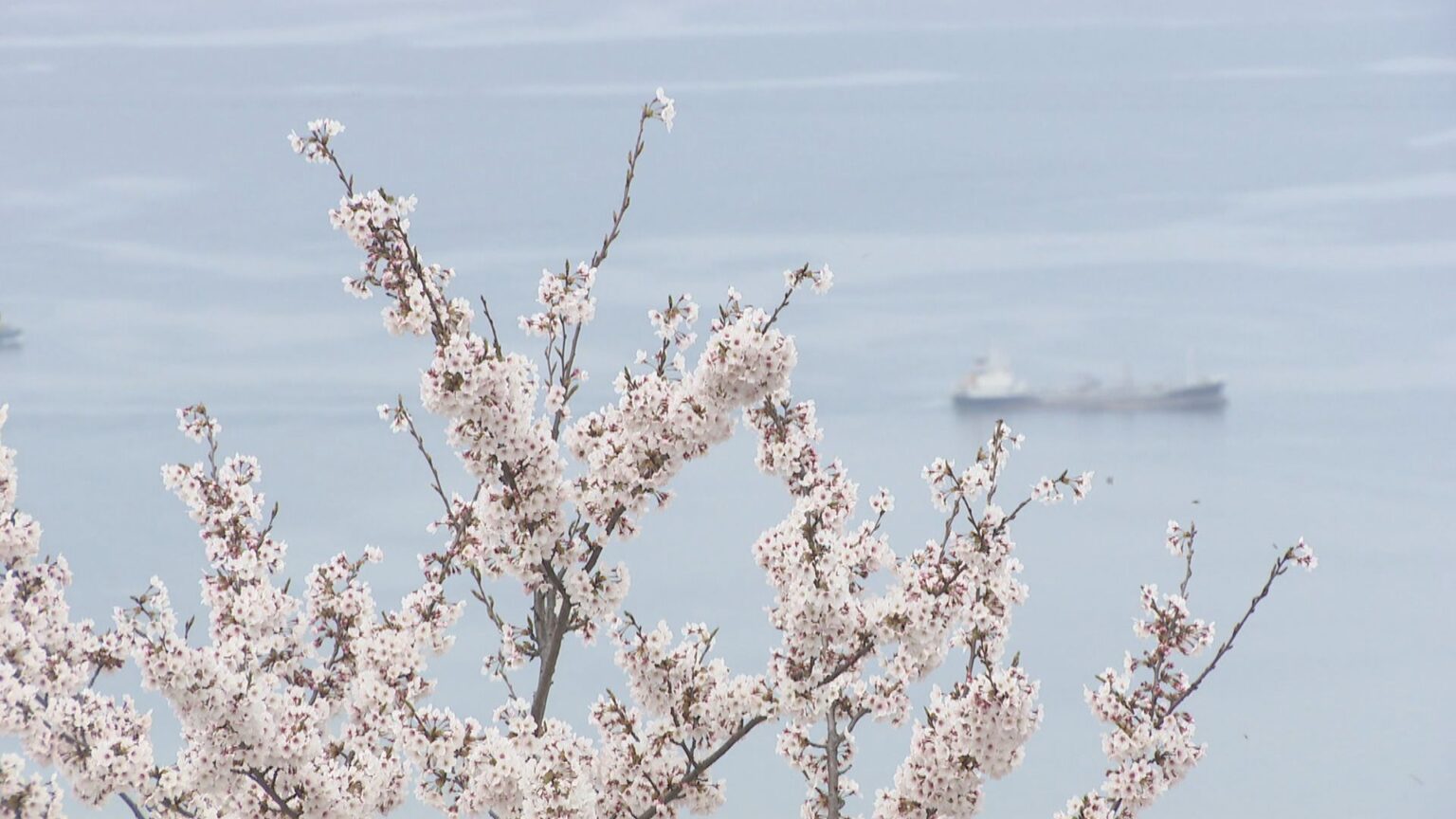 桜の名所・紫雲出山で約1000本の桜が満開　観光客らが花見を楽しむ　香川・三豊市 | KSBニュース | KSB瀬戸内海放送