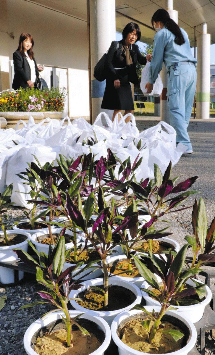 金沢市内の小学校に配布された金時草の苗＝同市富樫で
