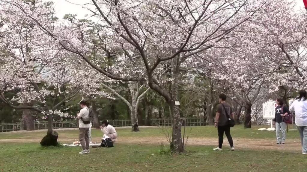 《3月なのに20度超え!》高知県宿毛市で夏日 高知城のサクラ標本木は満開に【高知】(2026年3月31日掲載)|RKC NEWS NNN 共有