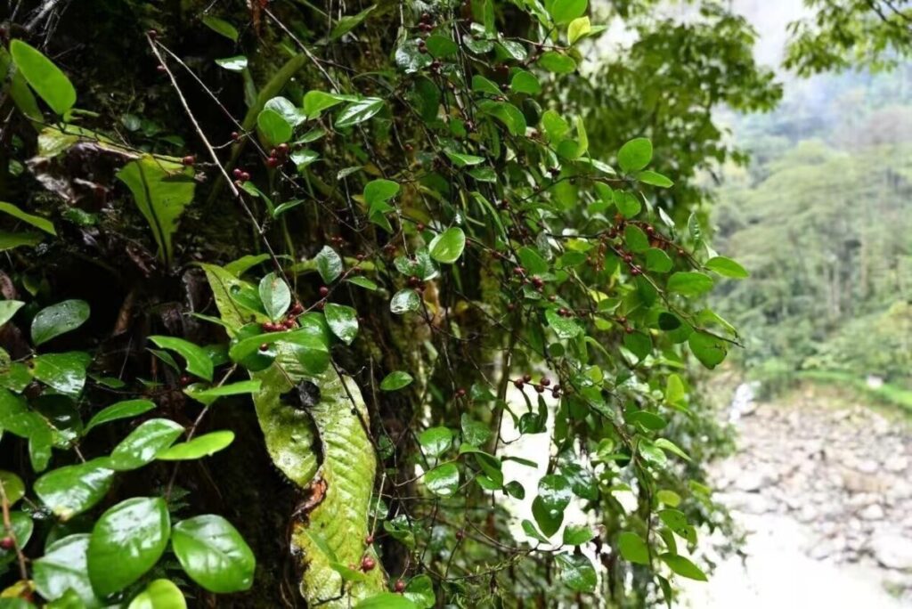 雲南省高黎貢山の独竜江地域で初めて墨脱榕を発見―中国