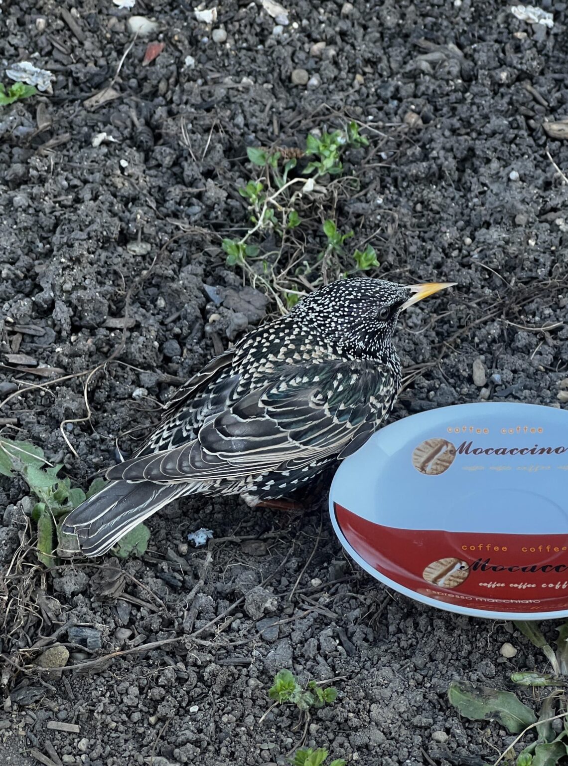 あれは何という鳥ですか？