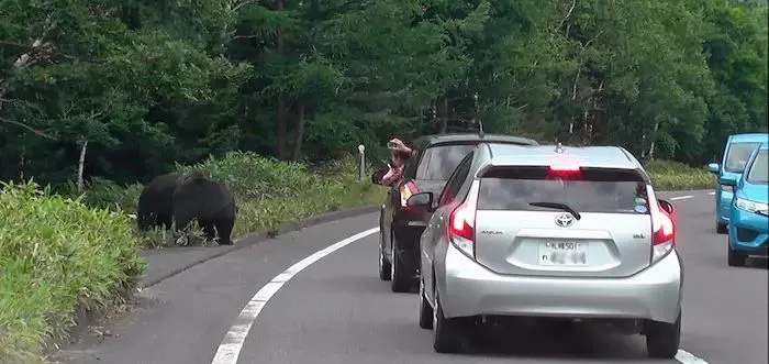 知床横断道路沿いに出没したヒグマ親子と撮影のため停止した車両（知床財団提供）