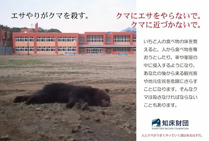 観光客らに配布しているポストカード（知床財団提供）