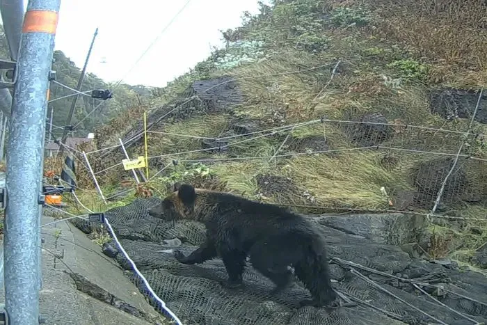 電気柵沿いを歩くヒグマ（知床財団提供）